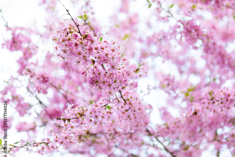 Close-up of delicate pink cherry blossoms in full bloom against a blurry background Close-up of delicate pink cherry blossoms in full bloom against a blurry background