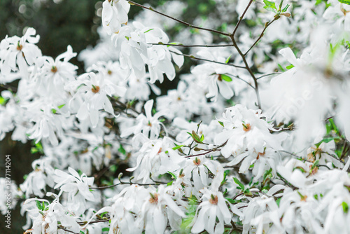 White magnolia flowers in full bloom on a tree branch with blurred background photo