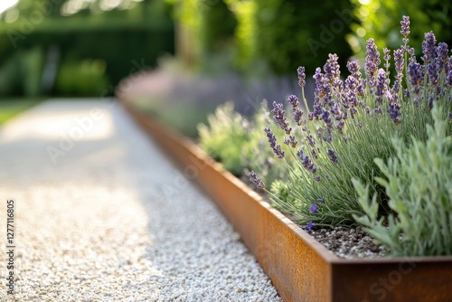 Lavender plants line gravel path, adding vibrant colors and tran photo