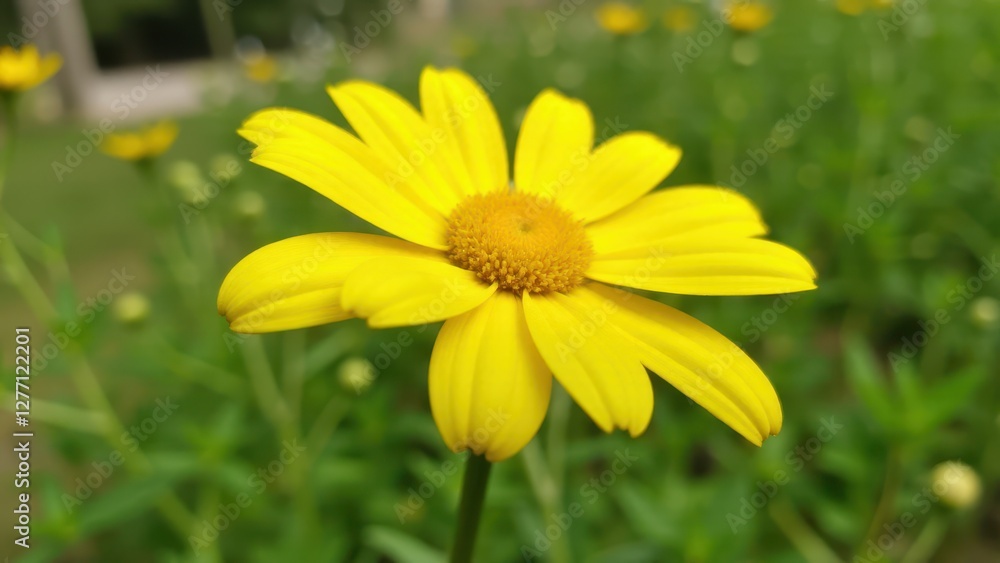 A close-up of a vibrant yellow daisy in full bloom, set against a blurred green background.