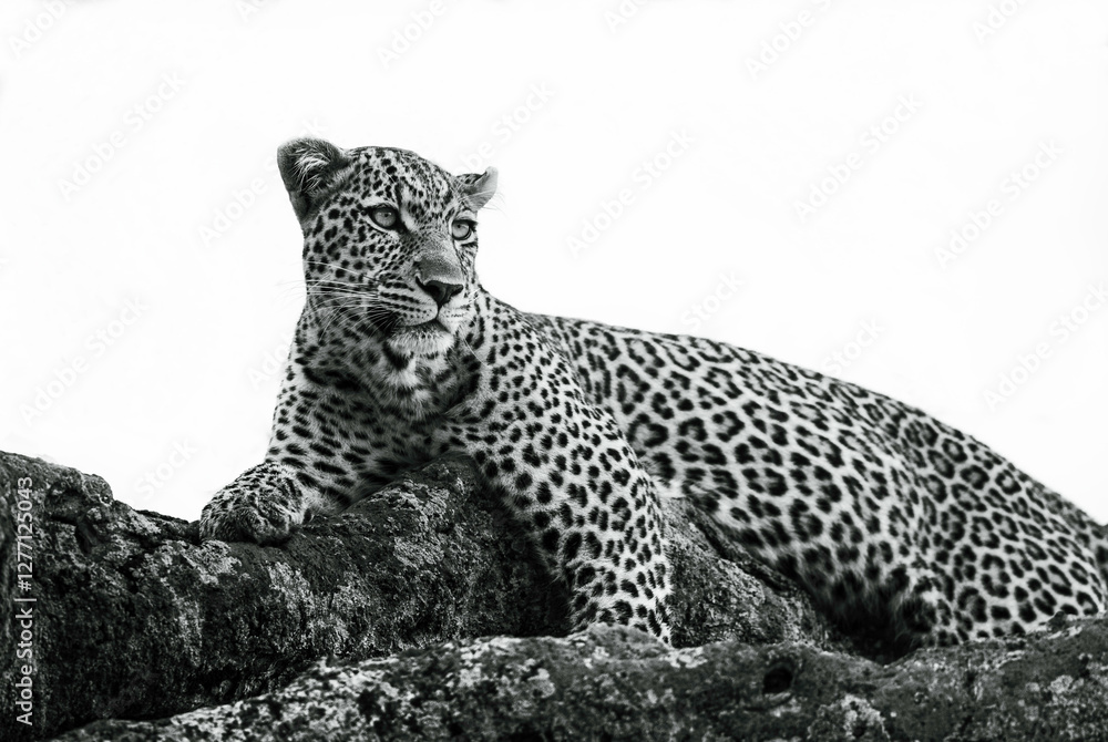 Fototapeta premium Leopard (Panthera Pardus) resting on tree in Maasai Mara Wildlife Reserve