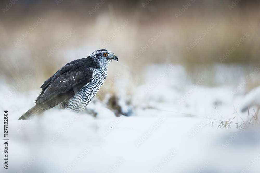 Obraz premium female The northern (goshawk Accipiter) on the ground on a freezing day