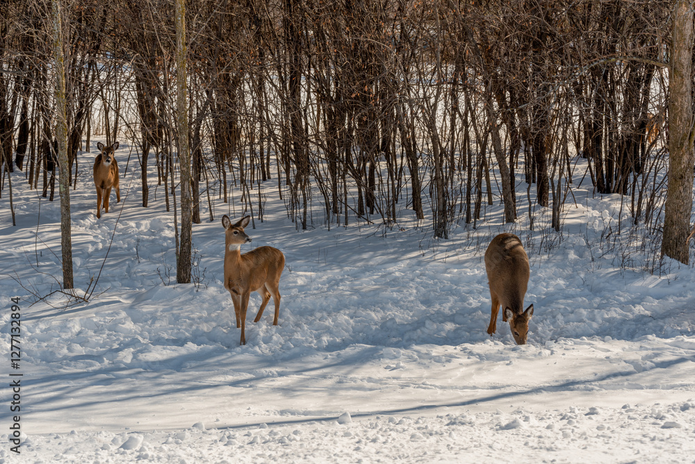 A Small Herd Of White-Tailed Deer Feeding In The Snow On Food Provided By Visitors In An Urban Field In Wisconsin