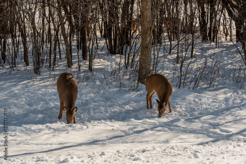 Obraz na płótnie A Small Herd Of White-Tailed Deer Feeding In The Snow On Food Provided By Visitors In An Urban Field In Wisconsin w salonie