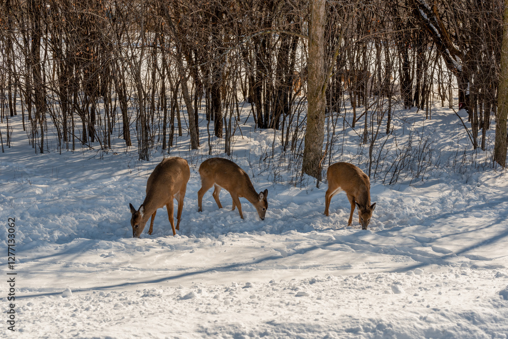 A Small Herd Of White-Tailed Deer Feeding In The Snow On Food Provided By Visitors In An Urban Field In Wisconsin