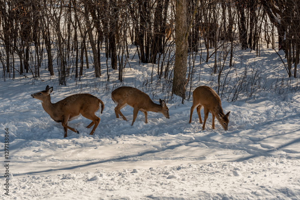 A Small Herd Of White-Tailed Deer Feeding In The Snow On Food Provided By Visitors In An Urban Field In Wisconsin