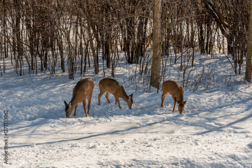 Obraz na płótnie A Small Herd Of White-Tailed Deer Feeding In The Snow On Food Provided By Visitors In An Urban Field In Wisconsin w salonie