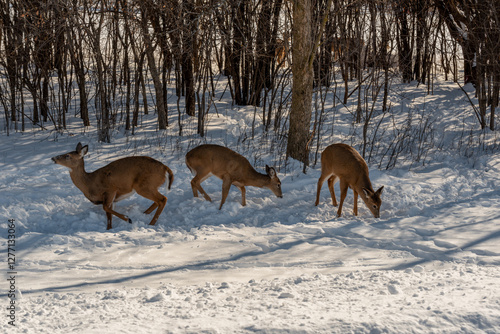 Obraz na płótnie A Small Herd Of White-Tailed Deer Feeding In The Snow On Food Provided By Visitors In An Urban Field In Wisconsin w salonie