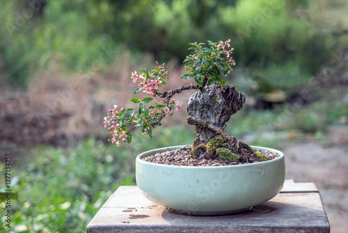 Obraz na plátně acerola cherry mini bonsai tree with flower on stone