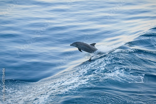 Delfin springt steil, zweite Flosse