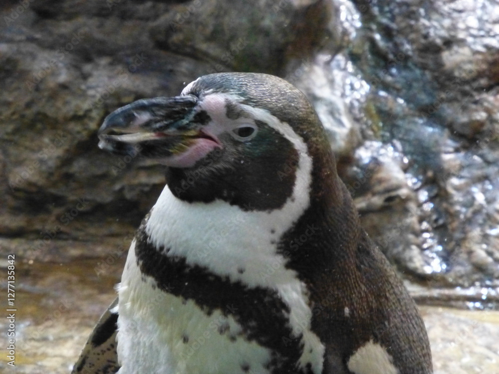 Naklejka premium penguin on the rocks