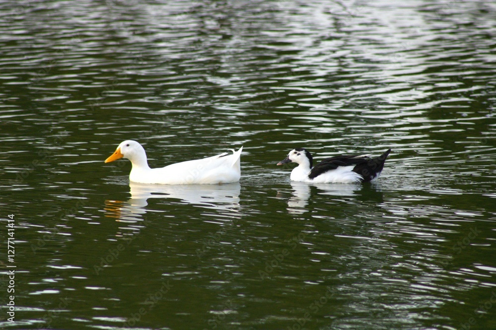 white and black ducks floating on lake water white and black ducks floating on lake water
