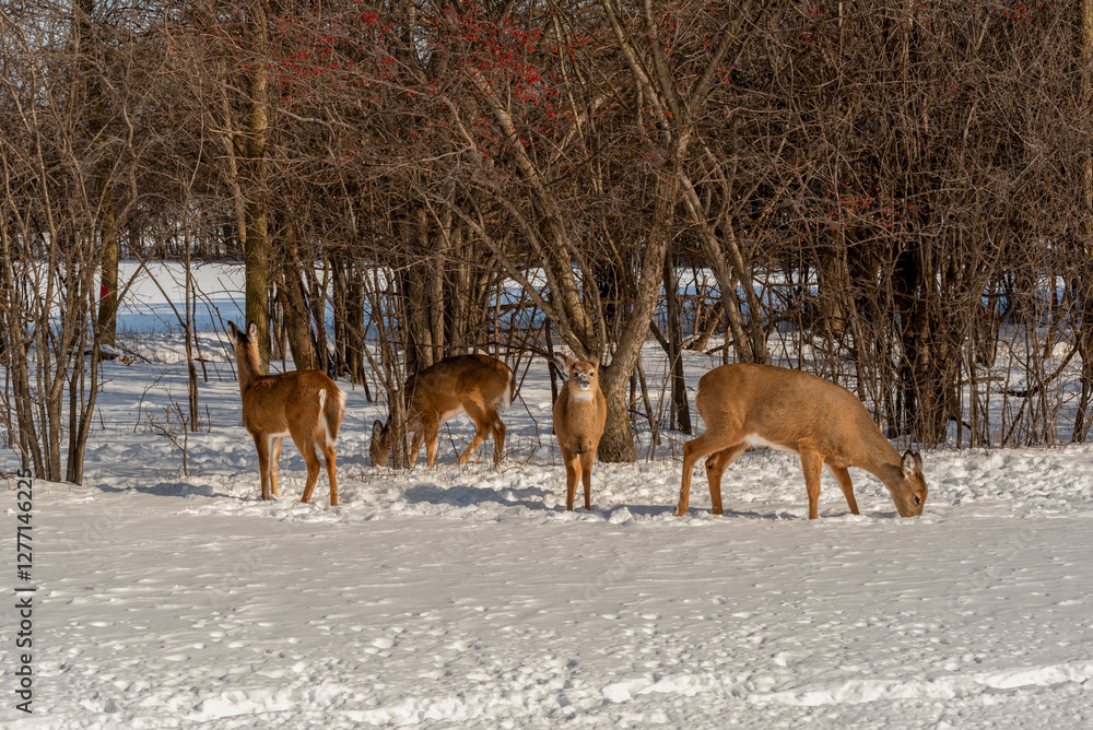 A Small Herd Of White-Tailed Deer Feeding In The Snow On Food Provided By Visitors In An Urban Field In Wisconsin