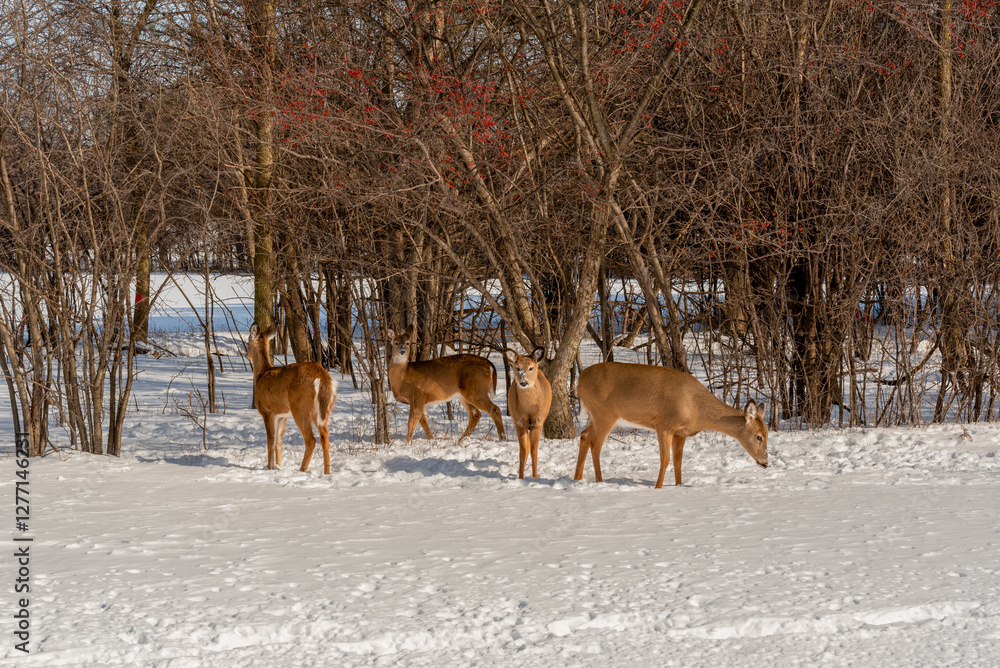 A Small Herd Of White-Tailed Deer Feeding In The Snow On Food Provided By Visitors In An Urban Field In Wisconsin