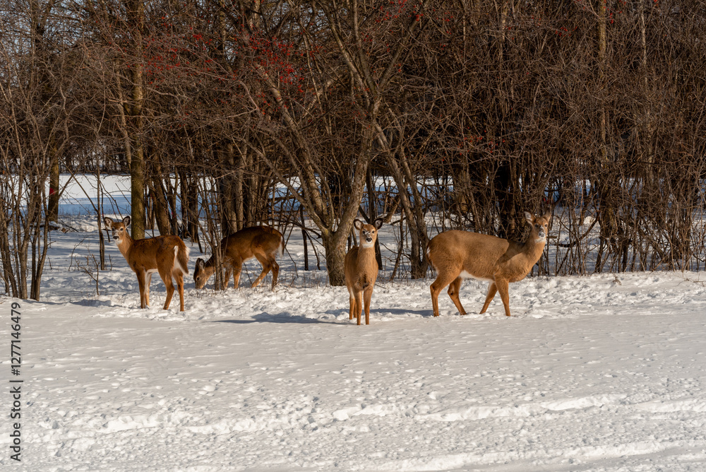 A Small Herd Of White-Tailed Deer Feeding In The Snow On Food Provided By Visitors In An Urban Field In Wisconsin
