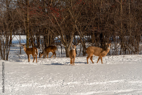 Obraz na płótnie A Small Herd Of White-Tailed Deer Feeding In The Snow On Food Provided By Visitors In An Urban Field In Wisconsin w salonie