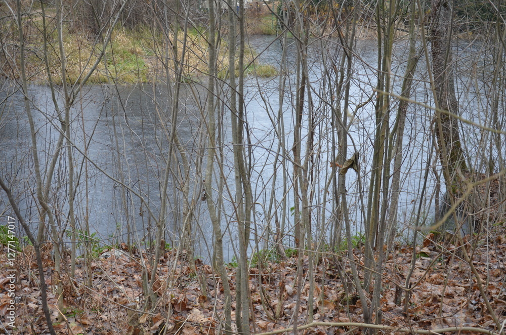 Frozen water in a pond. the leaves have turned yellow and fallen from the trees and bushes. A small pond is visible through the young trees. There is a thin ice crust on the flat surface of the pond.