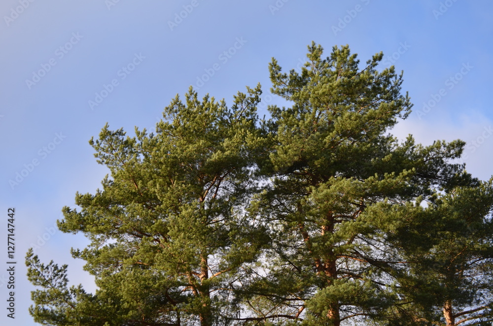 Sky and tree branches. Autumn sunny day. Blue sky with white clouds is visible through long curved branches of tall pines. Tree crowns are green with long needles. Sky and tree branches. Autumn sunny day. Blue sky with white clouds is visible through long curved branches of tall pines. Tree crowns are green with long needles.