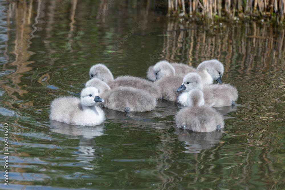 Newborn mute swan (cygnus olor) cygnets swimming in the water Newborn mute swan (cygnus olor) cygnets swimming in the water