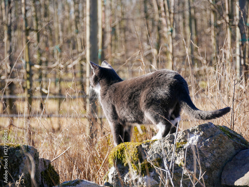 Canvas Print Cat in nature