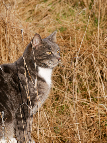 Canvas Print Cat in nature