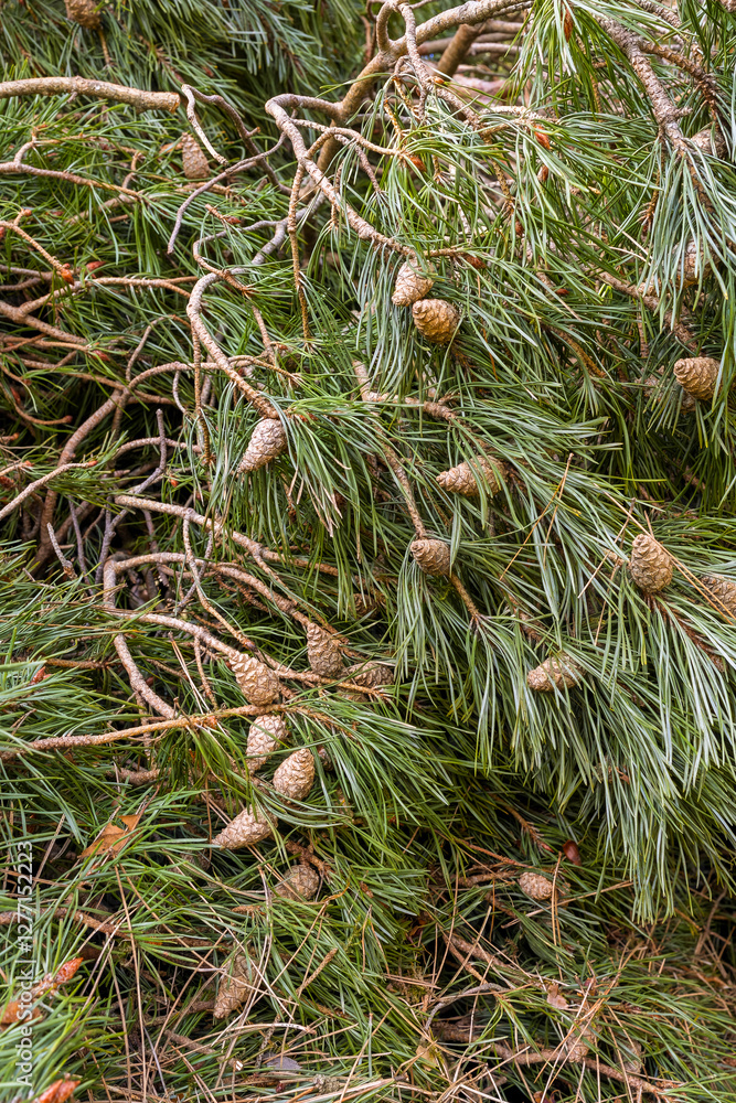 Obraz premium Fallen Tree Branches with Pine Needles and Cones on Woodland Forest Floor after Winter Wind Storm