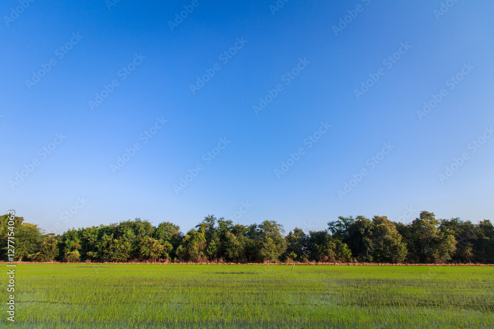 Fototapeta premium Nature Landscape and Tree and Sunlight Sky