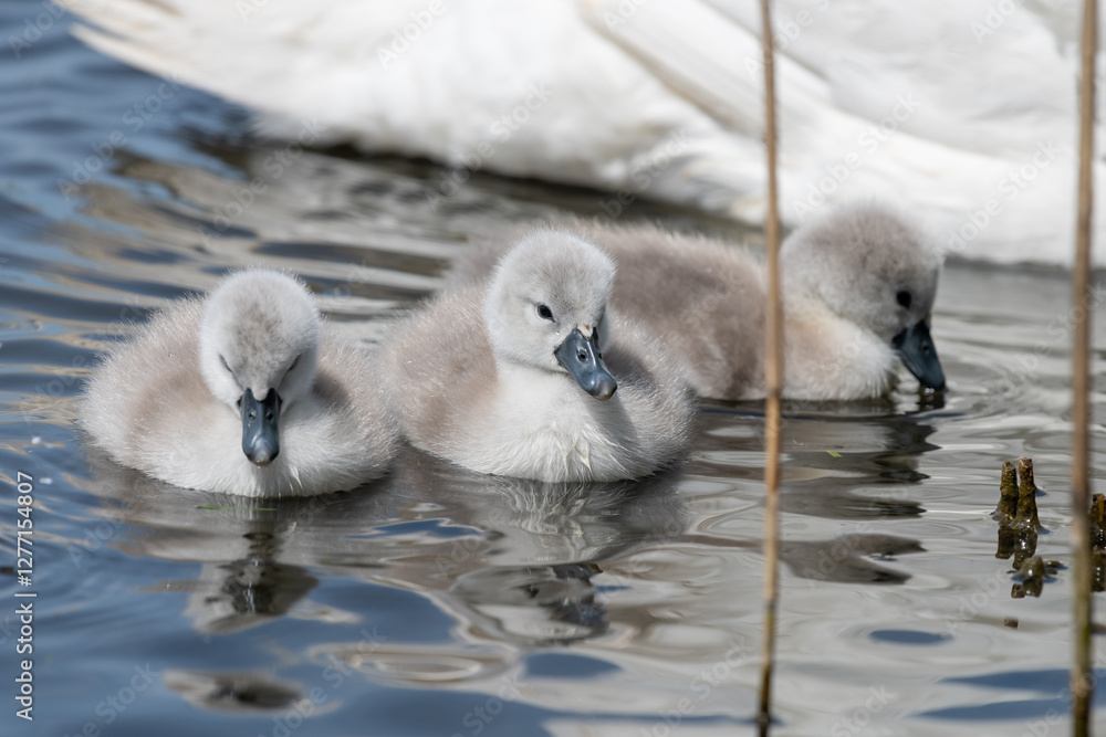 Newborn mute swan (cygnus olor) cygnets swimming in the water Newborn mute swan (cygnus olor) cygnets swimming in the water