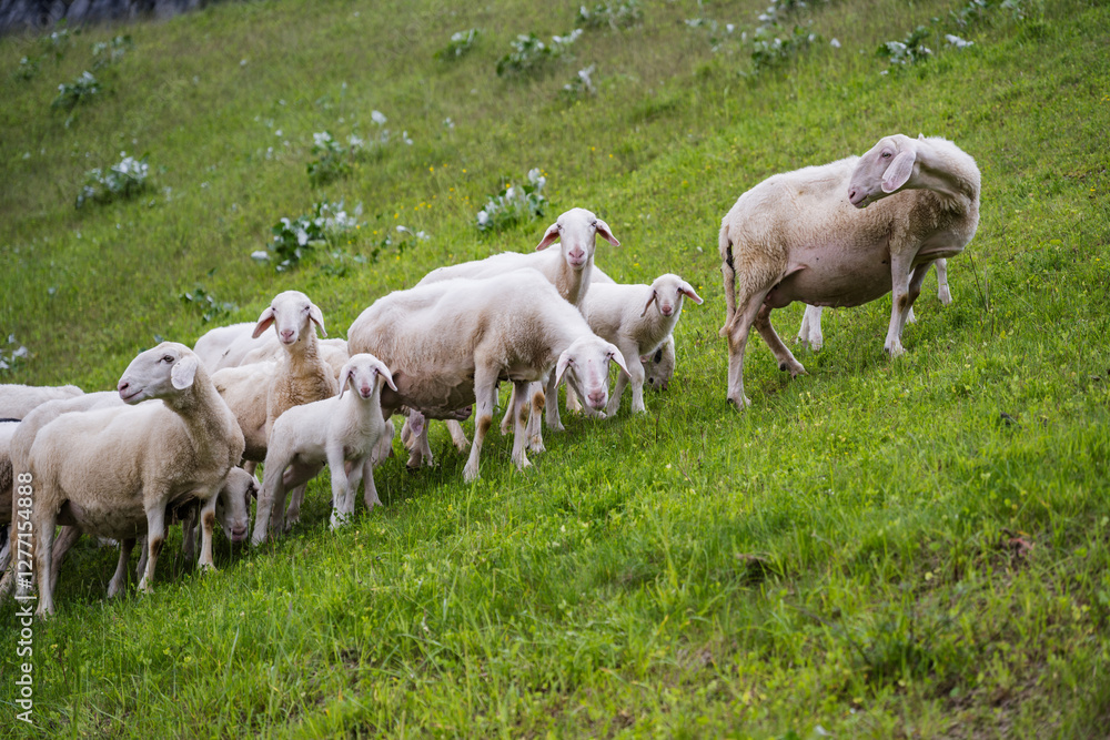 Heard of sheep grazing on the green meadows in Europe Heard of sheep grazing on the green meadows in Europe