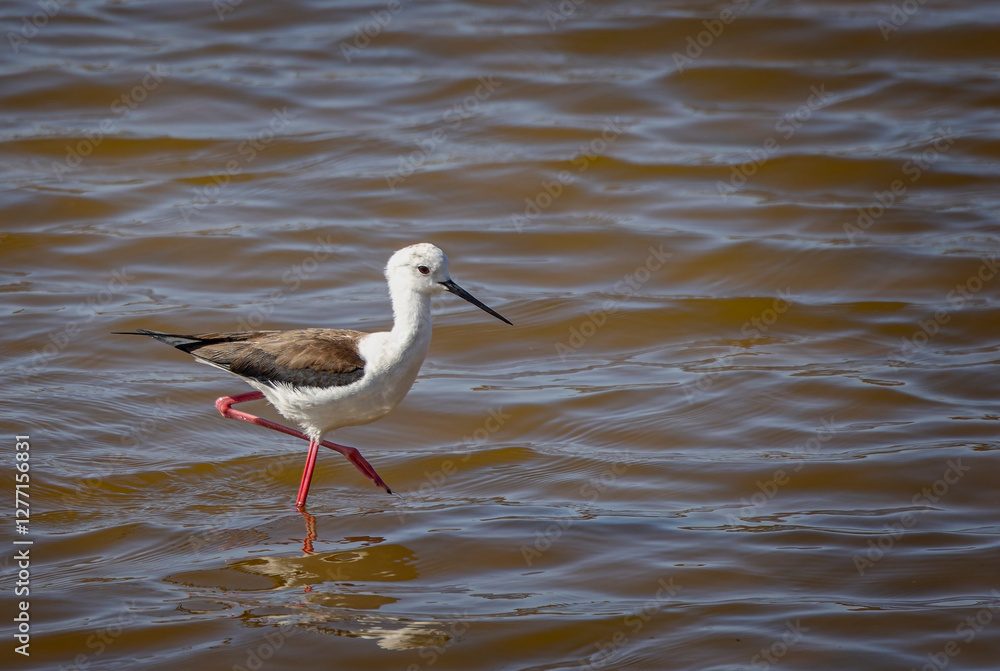 Close up of a black winged stilt wading in the salty waters at Salinas de Janubio, Lanzarote, Spain on 7 February 2025 Close up of a black winged stilt wading in the salty waters at Salinas de Janubio, Lanzarote, Spain on 7 February 2025