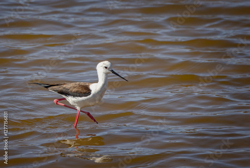 Close up of a black winged stilt wading in the salty waters at Salinas de Janubio, Lanzarote, Spain on 7 February 2025 photo