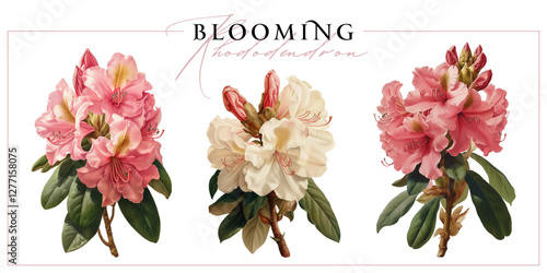 Blooming rhododendron flowers isolated on a white background. Vintage painting style illustration.