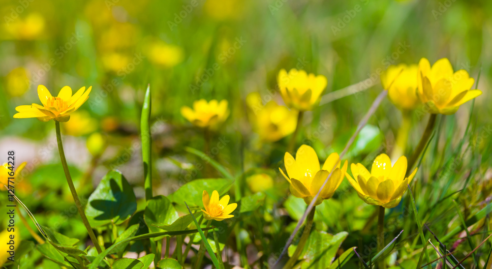 closeup heap of wild flowers in spring forest, beautiful seasonal background closeup heap of wild flowers in spring forest, beautiful seasonal background
