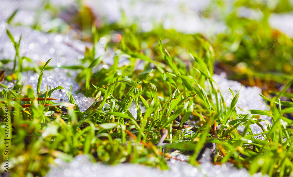 closeup bright green grass sprout among melting snow closeup bright green grass sprout among melting snow