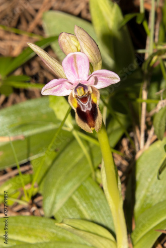 Una de las orquídeas silvestres mas hermosas Orquídea silvestre (Ophrys tenthredinifera) photo