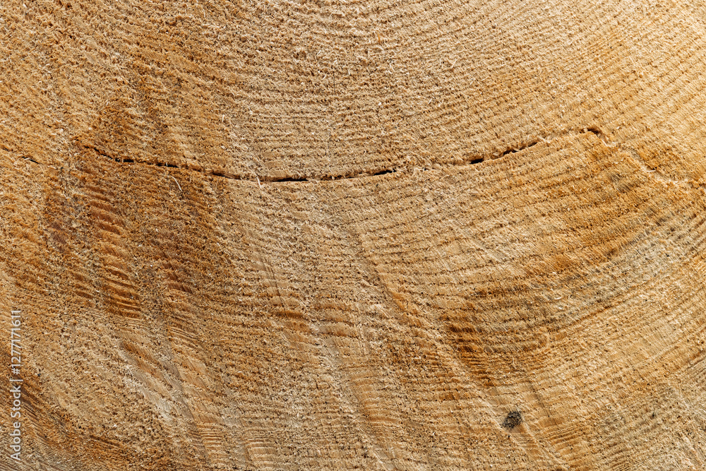 Fototapeta premium Tree Rings and Chainsaw Cutting Marks Texture on a Freshly Cut Tree Trunk in Woodworking Timber Industry