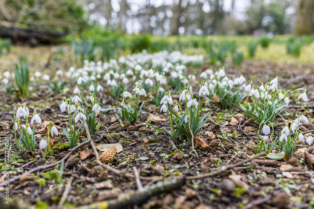 Patch of Blooming Snowdrops Spring Bulb Flowers at Ground Level in Natural Woodland Environment with Blurred Background Patch of Blooming Snowdrops Spring Bulb Flowers at Ground Level in Natural Woodland Environment with Blurred Background