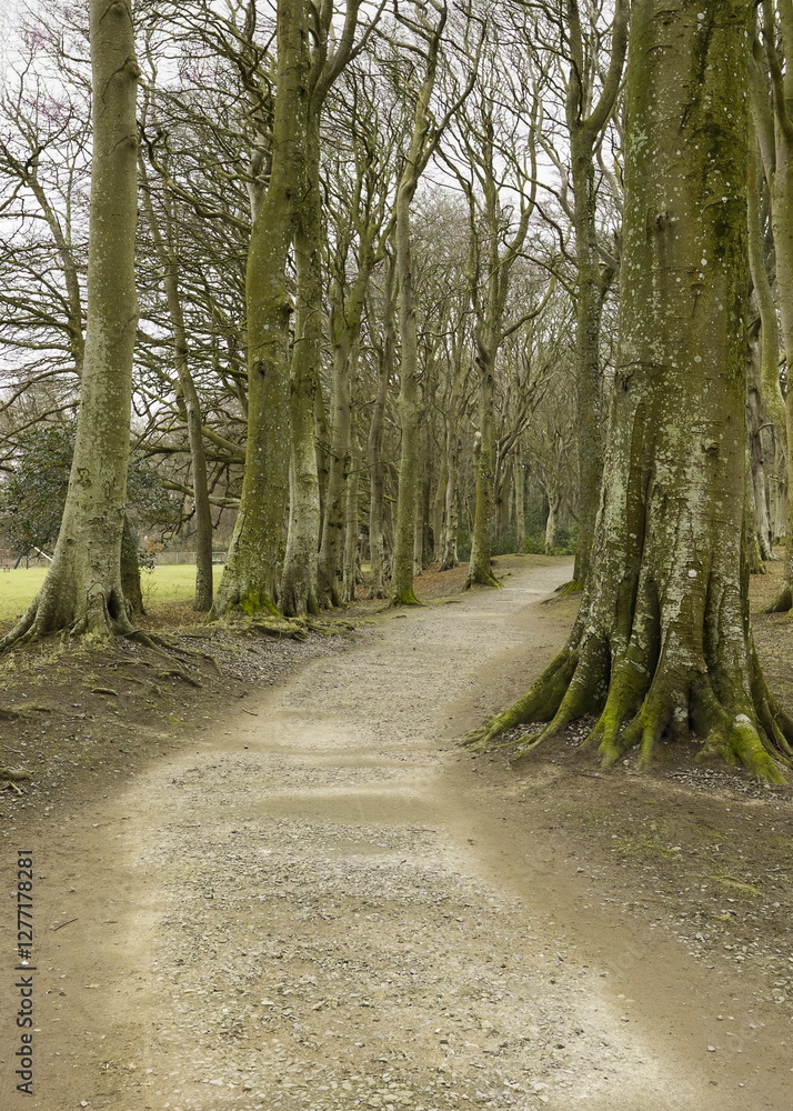 Obraz premium Woodland Dirt Track Trail Through a Forest Landscape with Tall Bare Trees