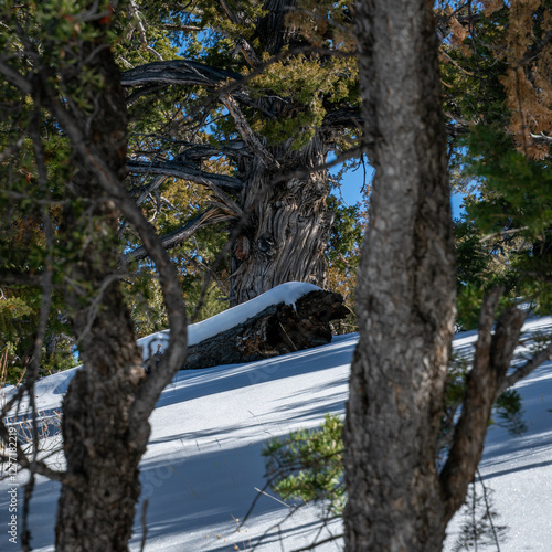 Snowy Mountains