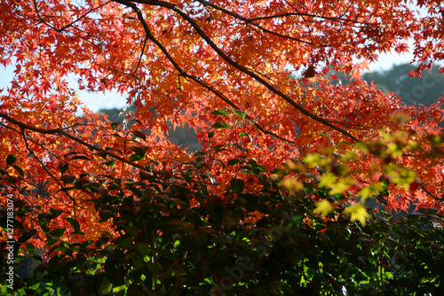 Wallpaper Mural 興聖寺　境内の紅葉　京都府宇治市 Torontodigital.ca