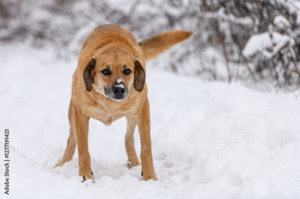 Rescued dog  on the obedience training during  regular free walk on heavy snow on the snowy and frozen path through a wood