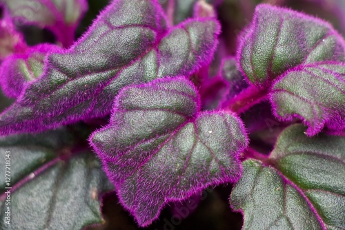 Purple passion plant leaves up close