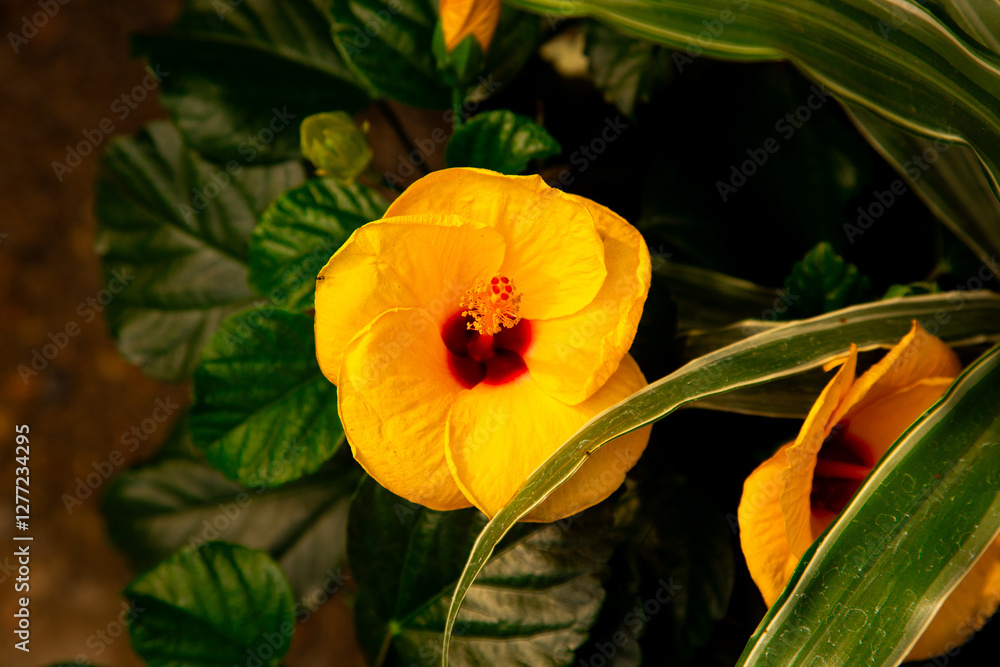 Naklejka premium Yellow hibiscus flower