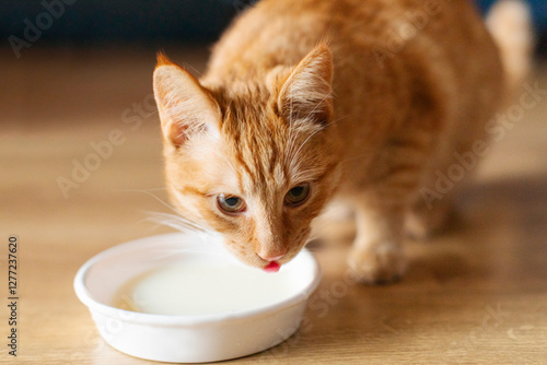Obraz na plátně Cute ginger cat drinking milk at home and licking muzzle, enjoying natural meal