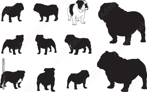 Bulldog Silhouette on White Background