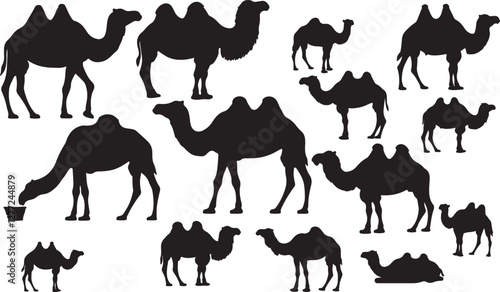 Camel Silhouette on White Background