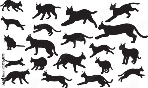 Photography Caracal Silhouettes