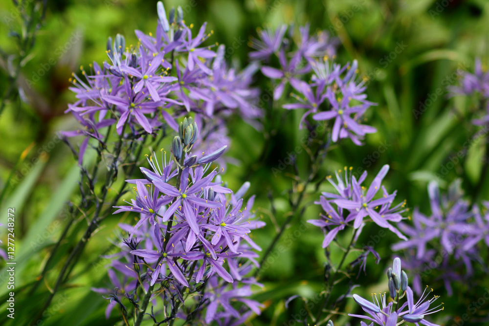 Obraz premium Botanischer Garten Augsburg