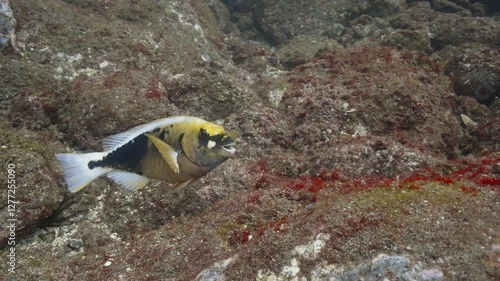 Female strigate parrotfish grazing on algae from a rocky reef habitat in slow motion photo