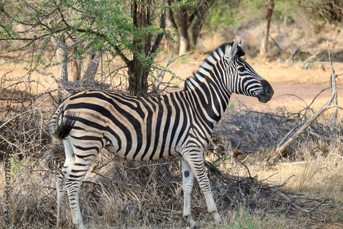 zebra in the wild